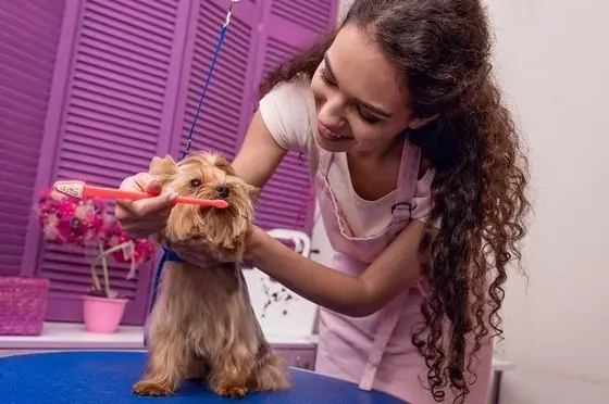 Köpeklerin Dişi Nasıl Fırçalanır