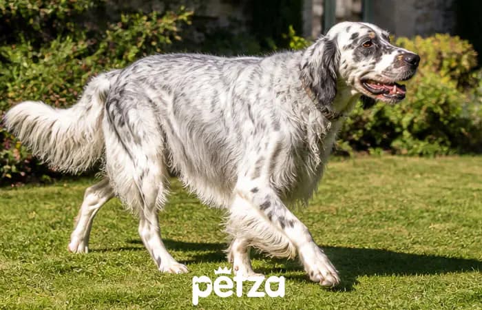 Irish Setter Özellikleri