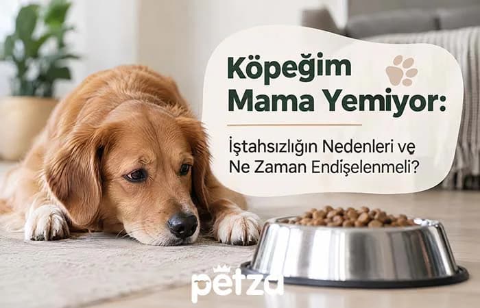 Köpeğim Mama Yemiyor. Ne yapmalıyım