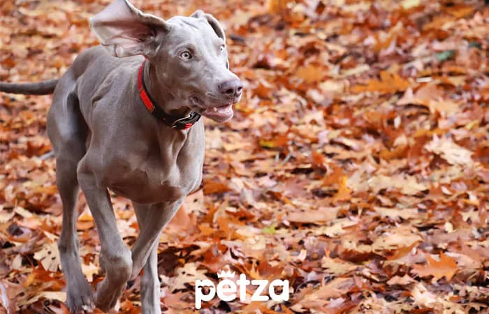 Weimaraner Köpek Özellikleri