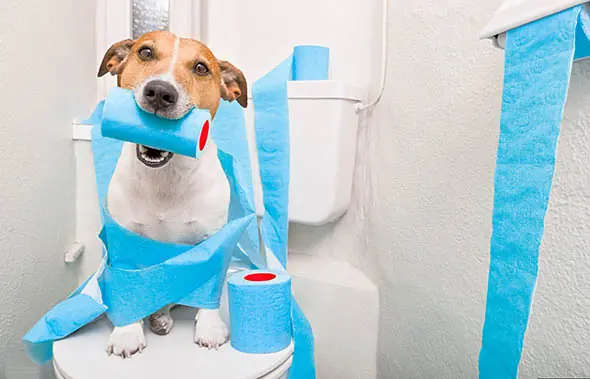 Yavru Köpeklerde Tuvalet Eğitimi