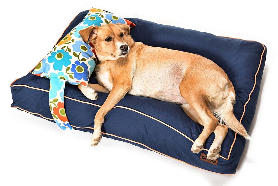 Köpek Yatağı ve Yastık Takımı - Nyota Large