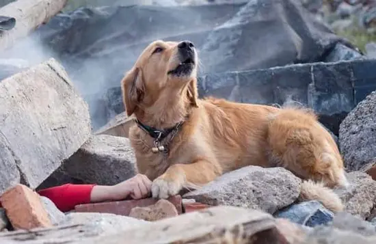 Köpekler depremi hisseder mi