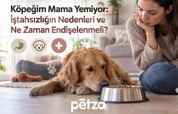Köpeğim Mama Yemiyor. Ne yapmalıyım