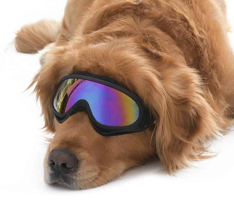 Orta ve Büyük Irk Köpek Güneş Gözlüğü Kaapo
