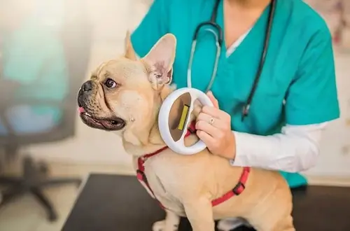 Köpeklerde Mikroçip Kullanımı