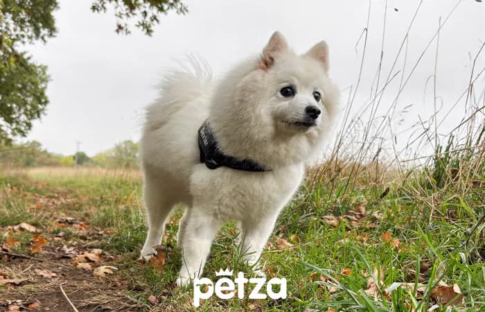 Japon Spitz Köpeği Özellikleri