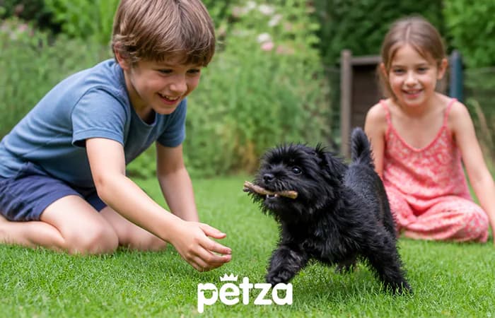 Affenpinscher Köpek Özellikleri