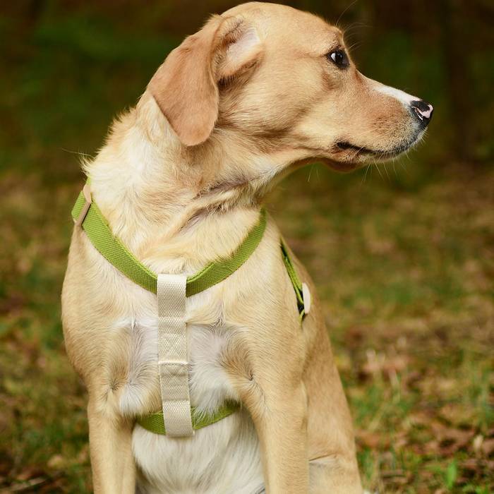 Köpek Göğüs Tasması Dahlia