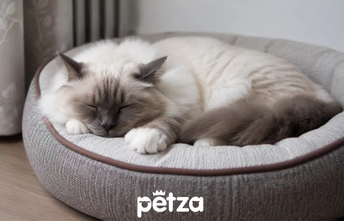 Birman Kedisi Özellikleri
