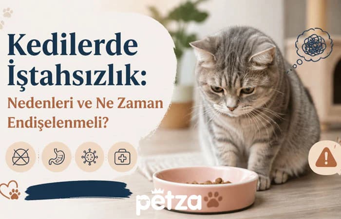 Kedilerde İştahsızlık