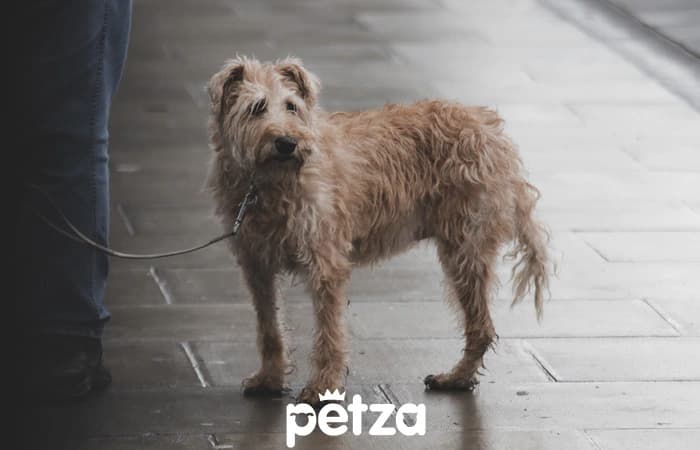 Yağmurda üşüyen bir köpek
