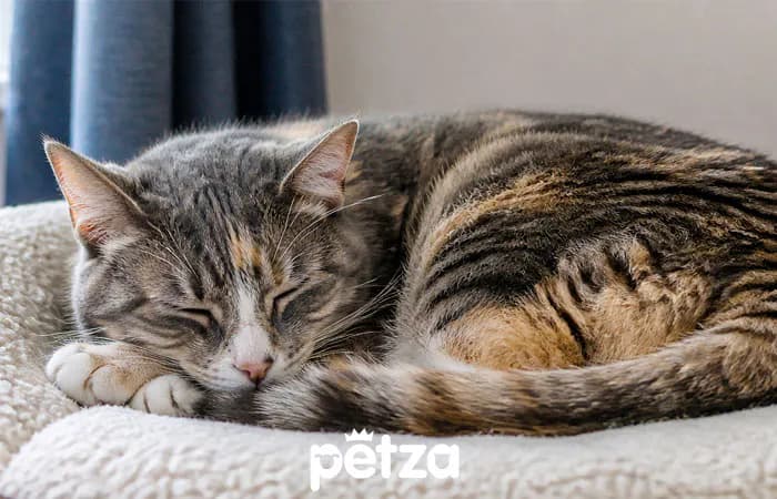 Yaşlı Kedi Bakımı: Beslenme, Sağlık ve Dikkat Edilmesi Gerekenler