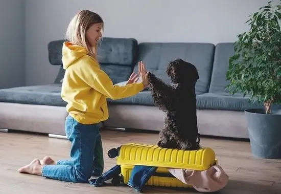Köpeklerle Seyahat Etmek