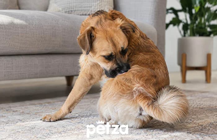 Köpeklerde Anal Bez Sorunları