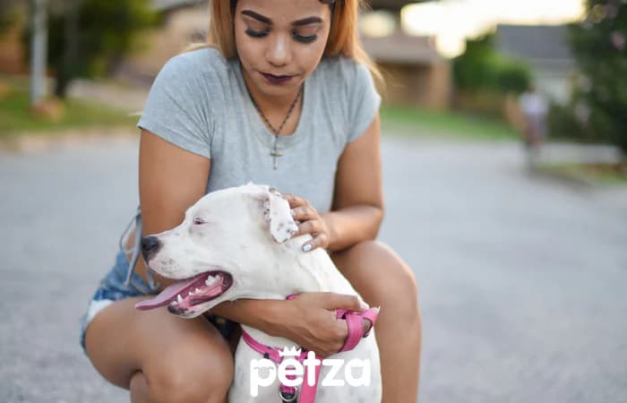Dogo Argentino Özellikleri
