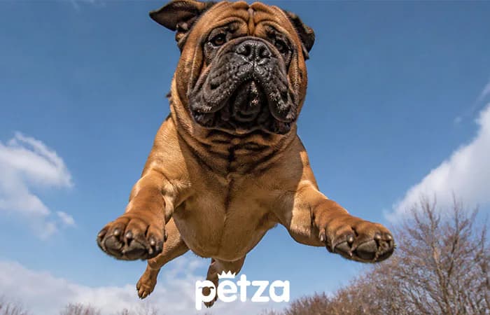 Bullmastiff Köpek Özellikleri
