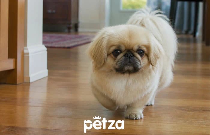 Pekingese Köpek