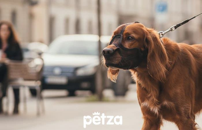 Yutu Köpek Ağızlığı - Petza
