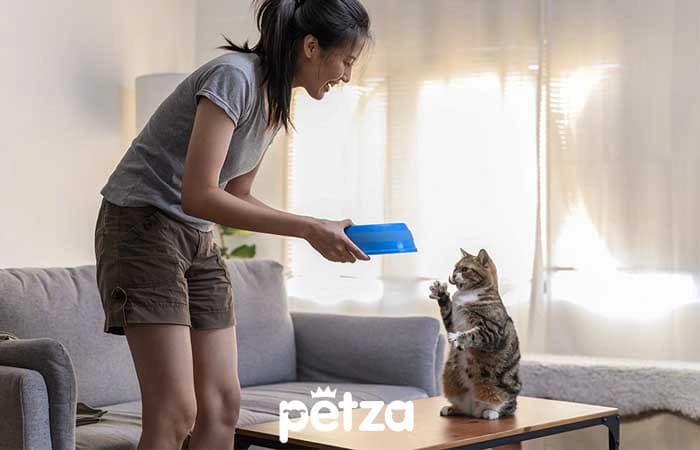Kediler Köpekler Gibi Eğitilebilir mi?