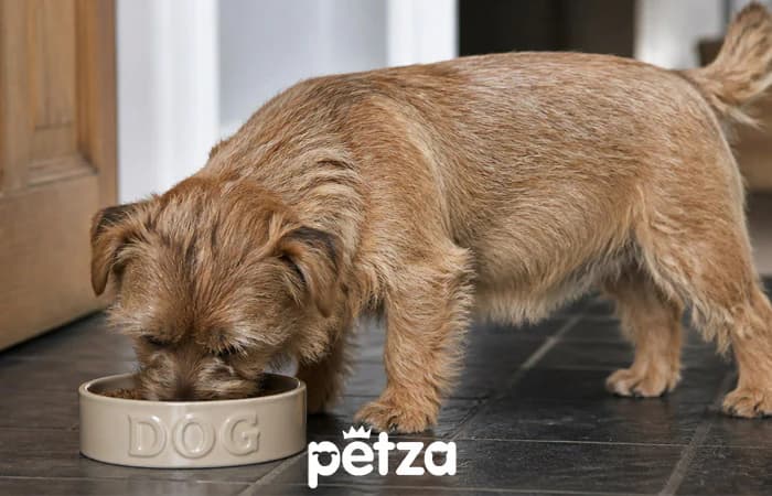 Norfolk Terrier Köpeği Özellikleri