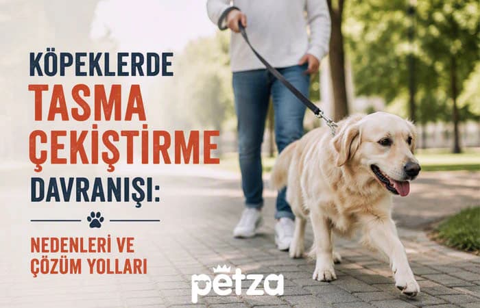 Köpeklerde Tasma Çekiştirme Davranışı