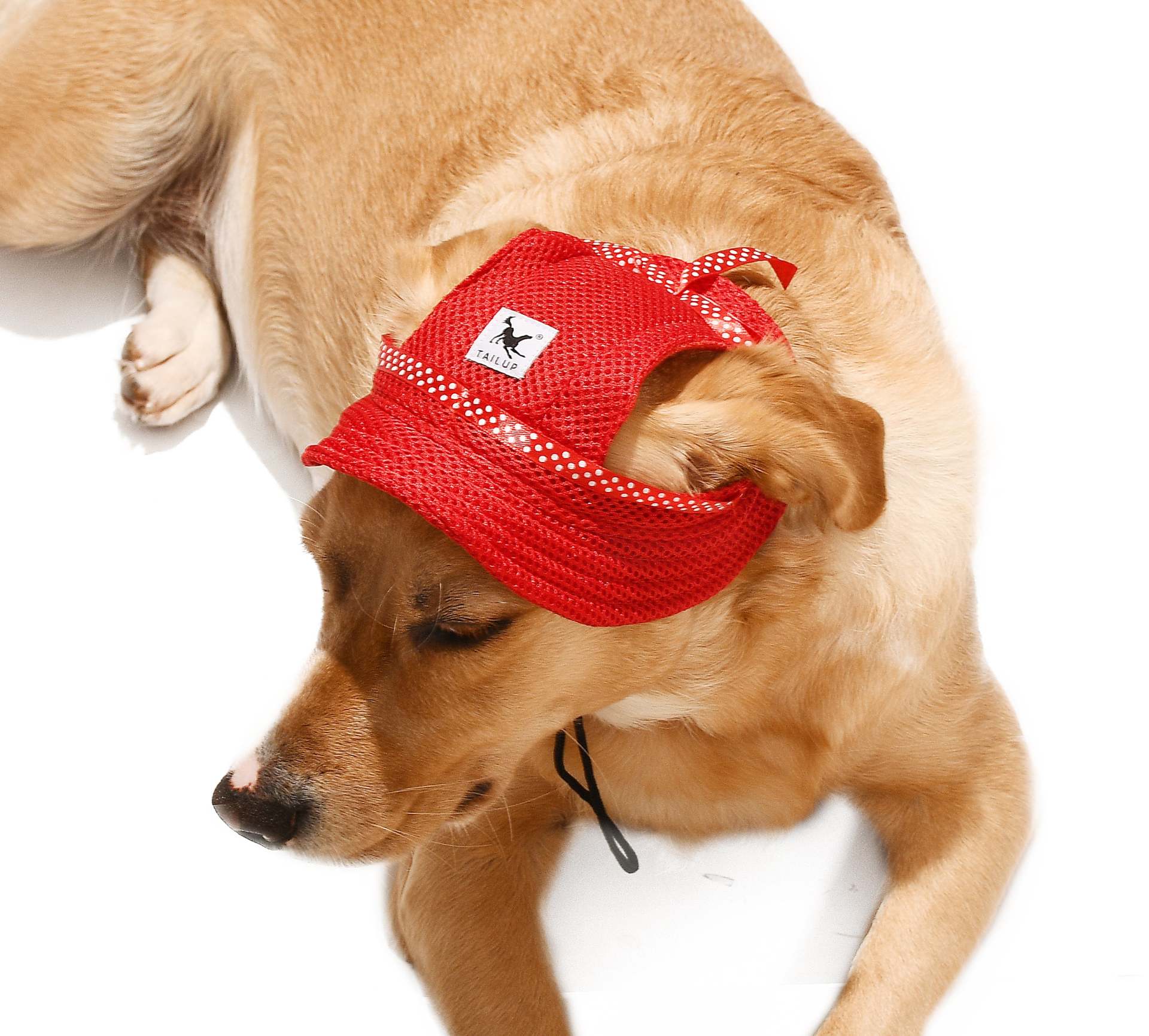 Küçük ve Orta Irk Köpekler için Şapka Meloni - Kırmızı