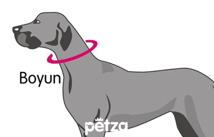 Köpek Tasma Ölçüsü Nasıl Alınır? Petza Blog