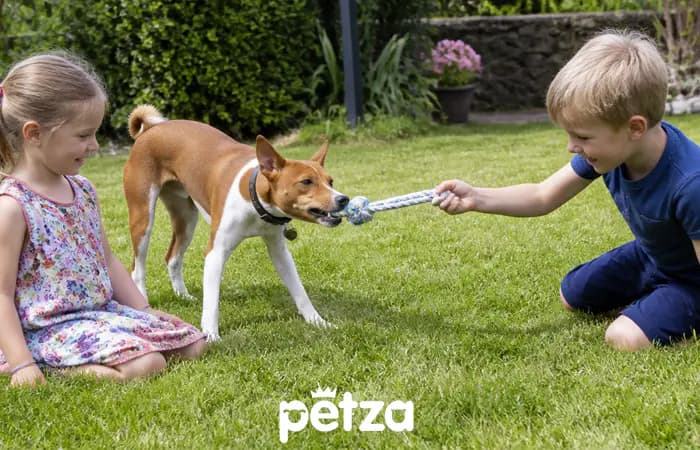 Basenji Köpeği Özellikleri