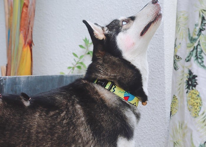 Köpek Boyun Tasması Hi Dream Lemon Pie