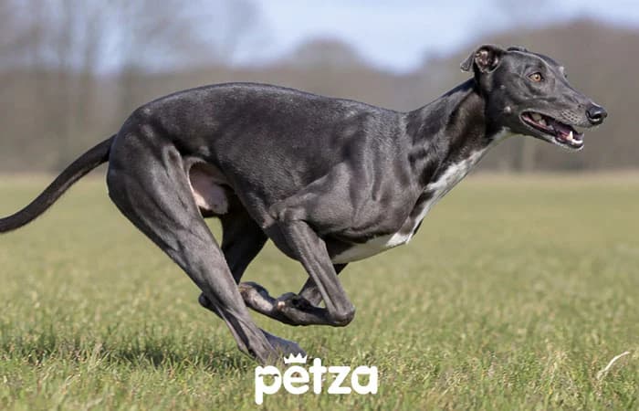 Greyhound Köpek Özellikleri