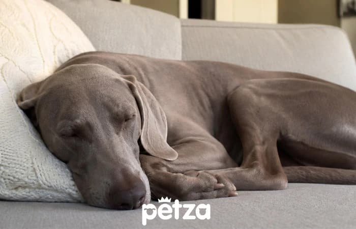 Weimaraner Köpek Özellikleri