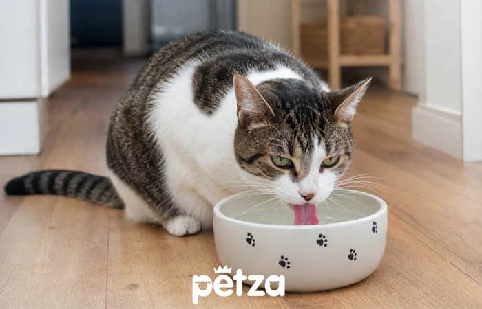 Kedi Ne Kadar Su İçmeli?