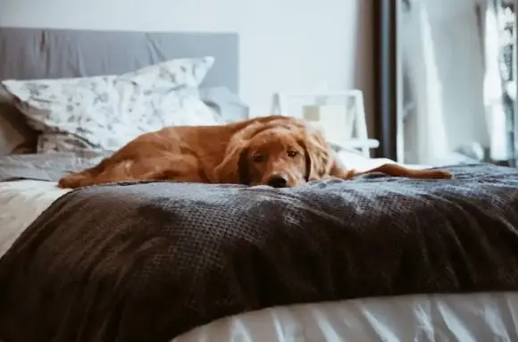 Sahibinin yatağında yatan köpek