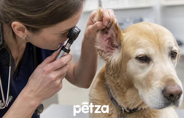 Köpeklerde Kulak Enfeksiyonu