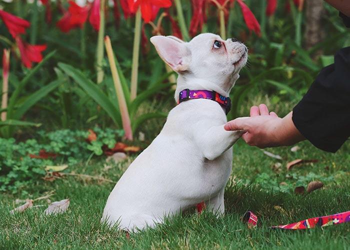 Köpek Boyun Tasması Hi Dream Popcorn