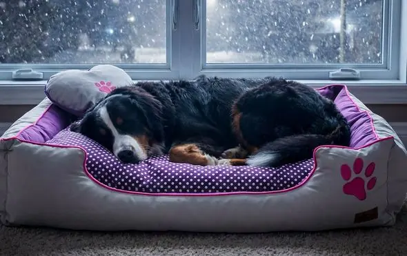 Petza Köpek Yatağı