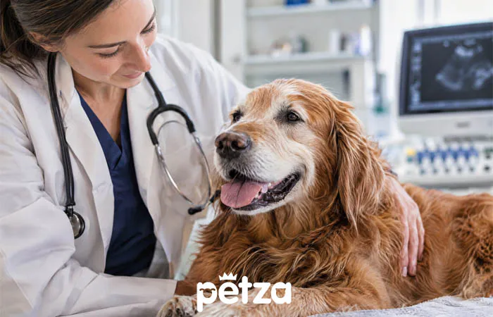 Köpeklerde Böbrek Hastalığı