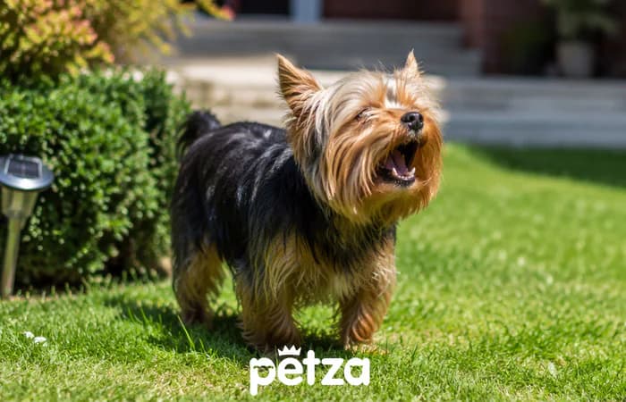 En Çok Havlayan Köpek Irkları: Yorkshire Terrier