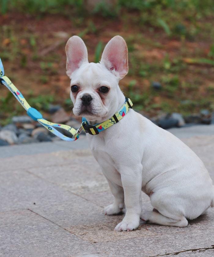 Köpek Boyun Tasması Hi Dream Lemon Pie