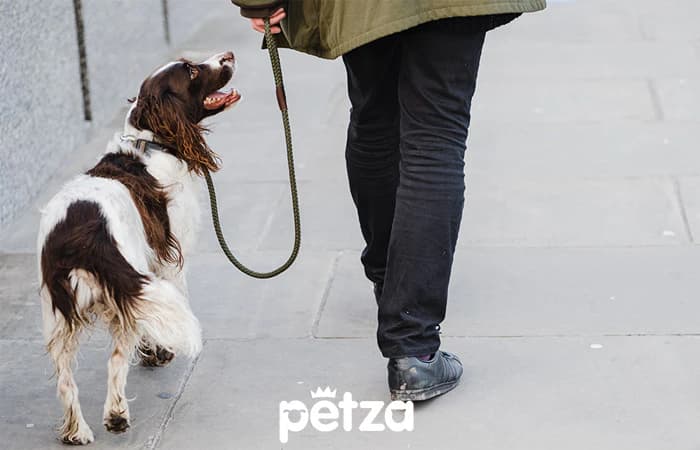 Köpeklerin Su İhtiyacı