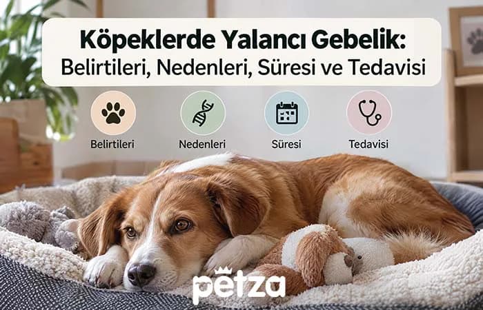 Köpeklerde Yalancı Gebelik
