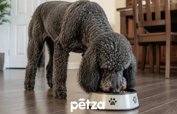 Poodle (Kaniş Köpeği) Özellikleri
