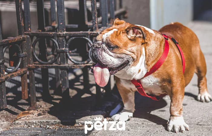 İngiliz Bulldog Özellikleri