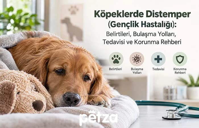 Köpeklerde Distemper (Gençlik Hastalığı)