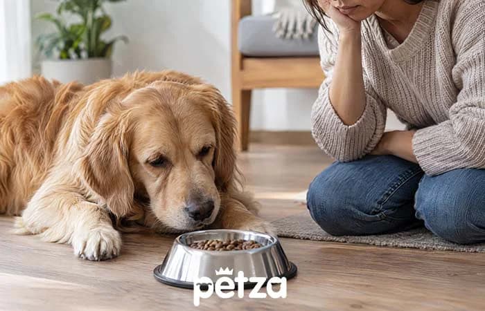 Köpeğim Mama Yemiyor. Ne yapmalıyım