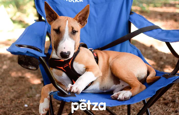 Bull Terrier Köpek Özellikleri