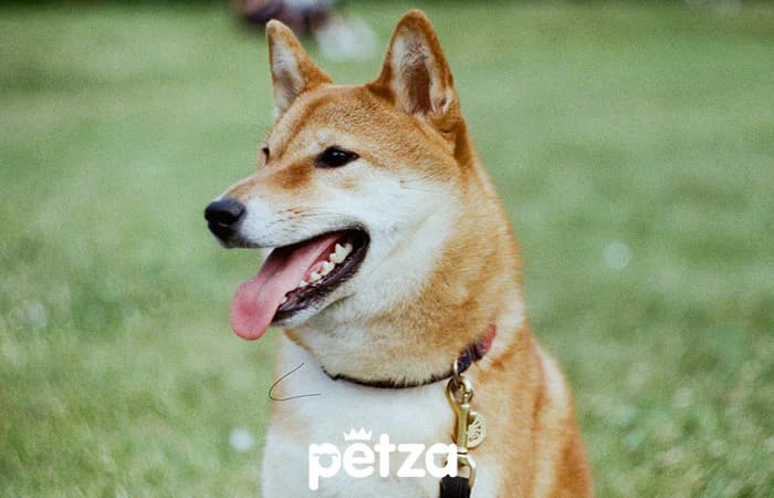 Shiba Inu Köpeği Özellikleri