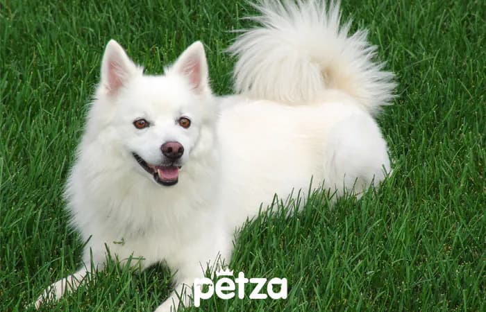 Japon Spitz Köpeği Özellikleri