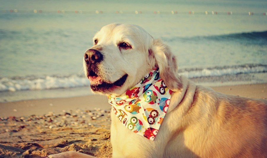 Köpek Bandana / Colorful Owl